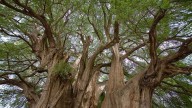 Más de mil especies de árboles endémicos del país podrían desaparecer, alerta estudio