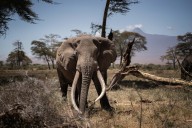 Asking Eric: It tears me apart my new husband thinks nothing of being away from me to take safari trip