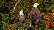 Jackie And Shadow Fans Are Gripped As One Of The Big Bear Eagles Is Spotted Exhibiting Surprising Behavior