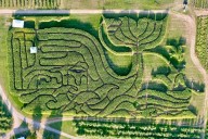 Treworgy Orchard’s corn maze named the nation’s best for 4th year in a row