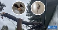 Familia se vio afectada por paso de tromba marina en San Pedro de la Paz: árbol dañó parte de la casa