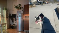 California English Bulldog Stares At A Wall Every Night At 8 PM And The Reason Will Make You Laugh