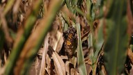 Iowa bumper corn crop endangered by fungus after wet July, experts say