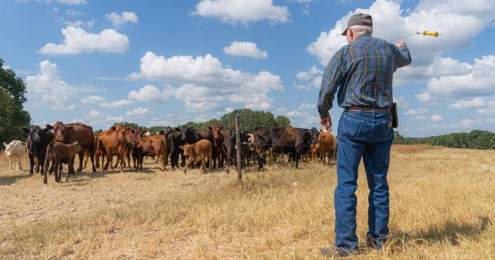 Rancher migrates across country; herd migrates across pastures