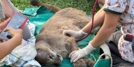 Atraparon a un puma salvaje, luego de que circulara por varias horas en un barrio de Goya