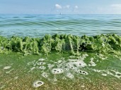 ‘M’m, m’m, gross!’ Campbell’s admits to turning Ohio’s Maumee River into toxic soup