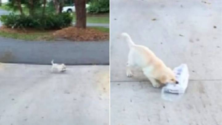 Florida Puppy Takes On A Grown-Up Task And It’s The Cutest Thing Ever