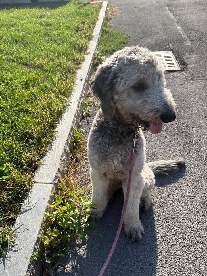Lost goldendoodle found wandering Utica street