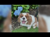 Man wants justice after 'Fast & Furious' actor Tyrese Gibson's dogs killed his dog in Buckhead