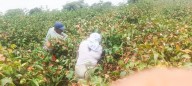 Productores exigen precios justos para algodón Pima en Piura