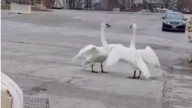 Internet famous Scarborough swan dies of suspected lead poisoning