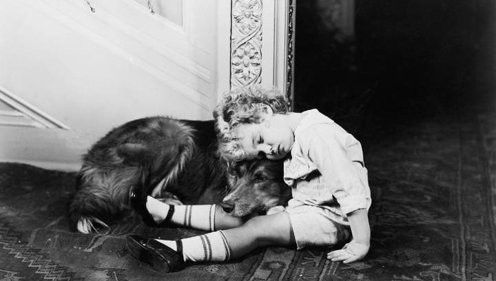 The Great British Pet Massacre: One Of The Saddest Tragedies Of 1939