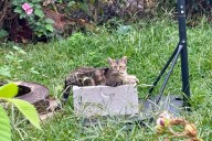 Pittsburgh Restores Program to Curb Feral Cat Population Boom