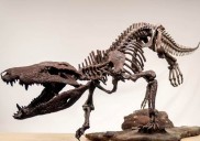 Hallazgo en Argentina: un nuevo pariente antiguo del cocodrilo habría comido a dinosaurios para desayuno