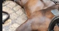 Progreso en Verde denuncia un segundo caso de un caballo desplomado en Palma