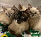 Westfield Animal Shelter Heroes provide help to abandoned pets needing medical care