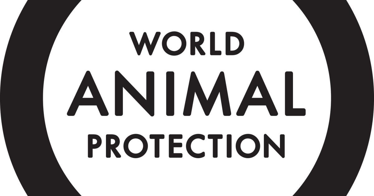 West Hollywood adopts groundbreaking ban on the retail sale of live animals