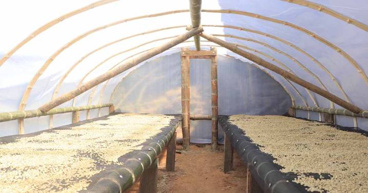 UDEP y FIAD implementan secadores solares para optimizar la producción de café en Piura
