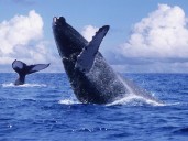 Avistamiento de ballenas inicia temporada en el Pacífico colombiano