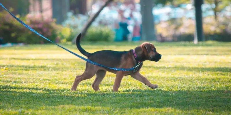 Pet Owners Advocacy Group Demands HST Be Removed from Vet Bills