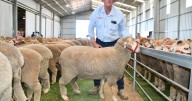 2025 Kerin Poll Merino sale top price, clearance and average