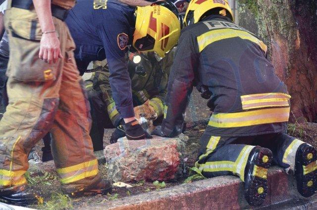Se incendió el negocio y Lila murió asfixiada