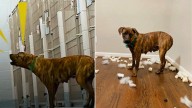 North Carolina Rescue Saves 'Aggressive' Dog Scheduled For Euthanasia In Last