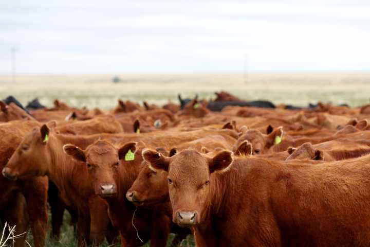 Regenerative Agriculture Is All Over the Agenda at Climate Week NYC. But What Does It Mean?