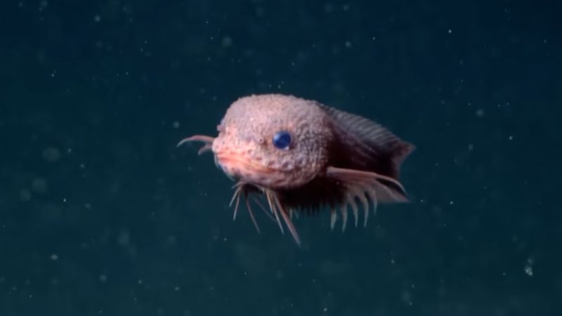 Descubren nueva especie gracias a una cámara submarina