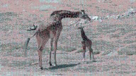 San Diego Zoo Safari Park announces names of two baby giraffes