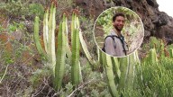 ¿Sabías que esta planta no es de Canarias? El biólogo botánico Guillermo Sicilia