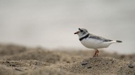 Piping plovers hit record numbers along Great Lakes beaches