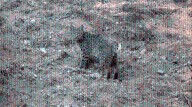 'What's up, bobcat?' L.A. County resident spots bobcat lurking in backyard