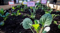 Estudiantes de Buenavista lideran proyecto de huertas escolares que impulsa conciencia ambiental