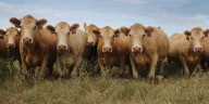 Conservationist explains impact of cattle prices on Panhandle economy