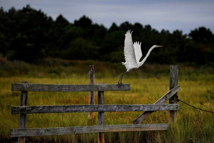 75% of North America’s bird species are in decline, study says