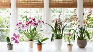 La planta que no conviene tener en casa, según el Feng Shui: causa energía negativa