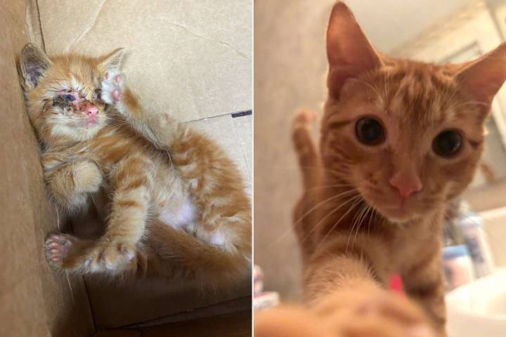 Woman Saves 'Tiny Orange Kitten' Tossed Out of Car into Storm Gutter (Exclusive)