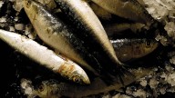 Florida wins if President Trump protects the country’s forage fish