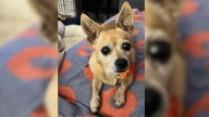 California Senior Chihuahua Who Was Surrendered To Shelter Without Any Explanation Finds Love In Her Forever Home