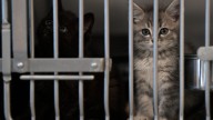 Animal shelter employees hospitalized after inhaling methamphetamine