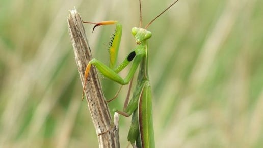 The praying mantis, a carnivorous insect, is searching for love during fall. What to know