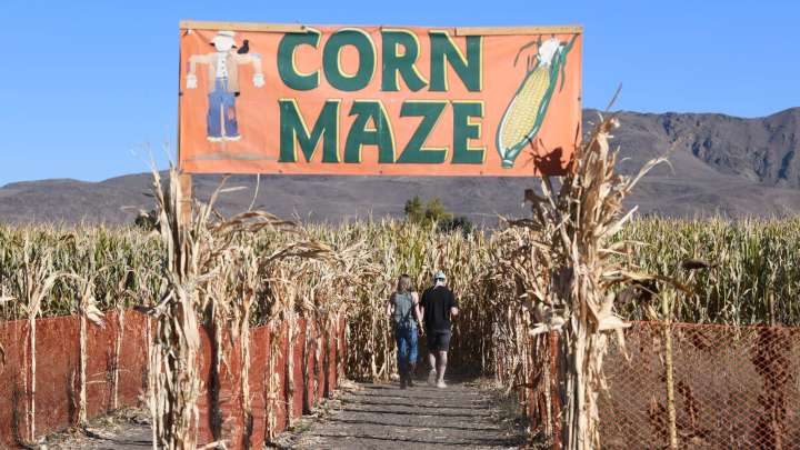 When do Reno's pumpkin patches open? A guide to getting your gourd