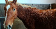Un día de campo para conocer a los caballos con rulos de Río Negro, únicos en América del Sur