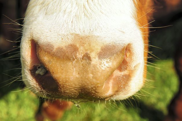 Embryo technology to aid Ireland’s battle against TB in cattle