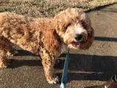 Hearts Melt at 9-Year-Old Goldendoodle Walking New Puppy: 'I Can't'