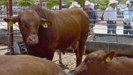 Gusano barrenador detectado en ganado Nuevo León