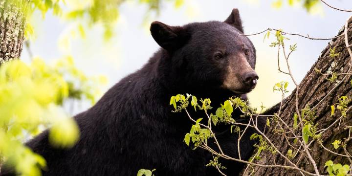 More than 160,000 apply for Florida’s first bear hunt in a decade, wildlife officials say