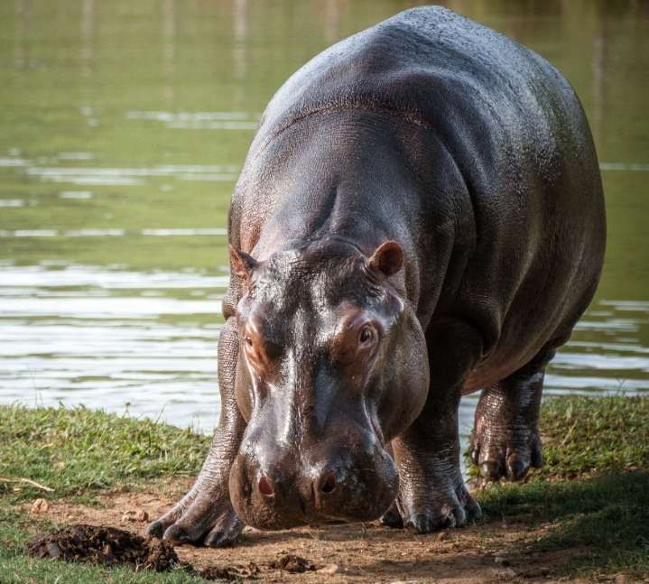 Ministro Carlos Correa declara al hipopótamo especie invasora en Colombia