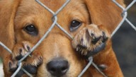 Nueva estrategia contra el maltrato animal en TransMilenio
